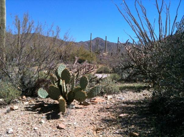 Arizona-Sonora Desert