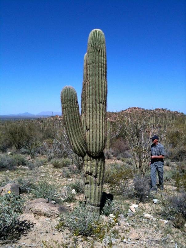 cactus arizona