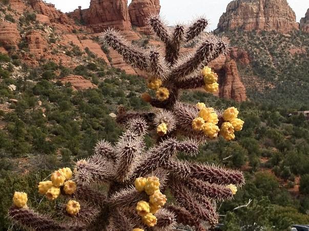 cactus sedona
