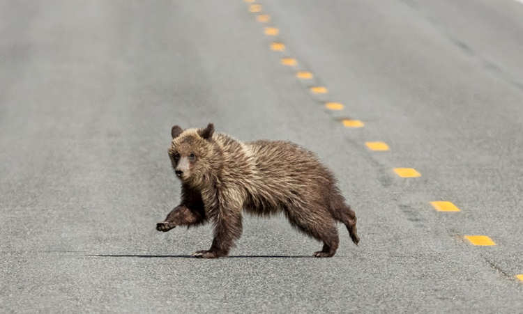 ours sur la route