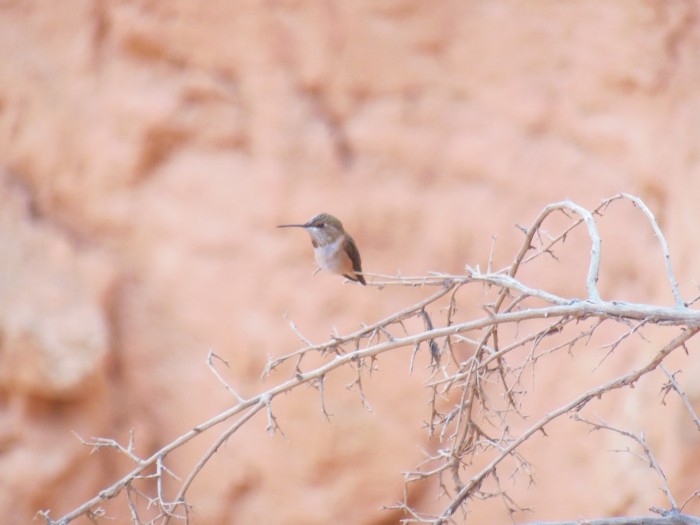 colibri bryce canyo