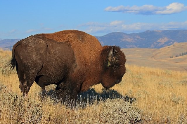 Bison Yellowstone