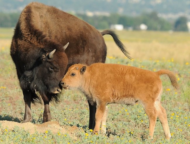 Journée national du bison aux Etats-unis