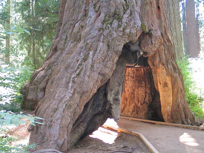 Pioneer Cabin Tree