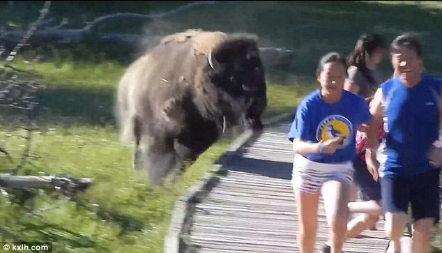 charge bison touristes