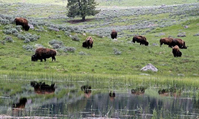 Yellowstone bisons