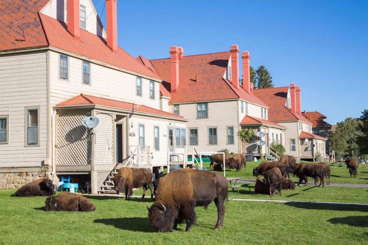 Bisons Yellowstone