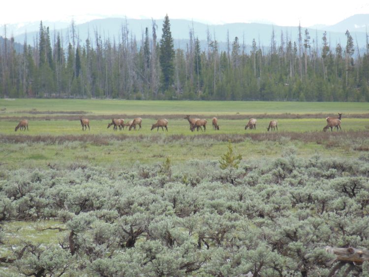 Rocky Mountain National Park harde de cerfs