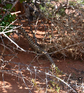 Serpent Arches National Park