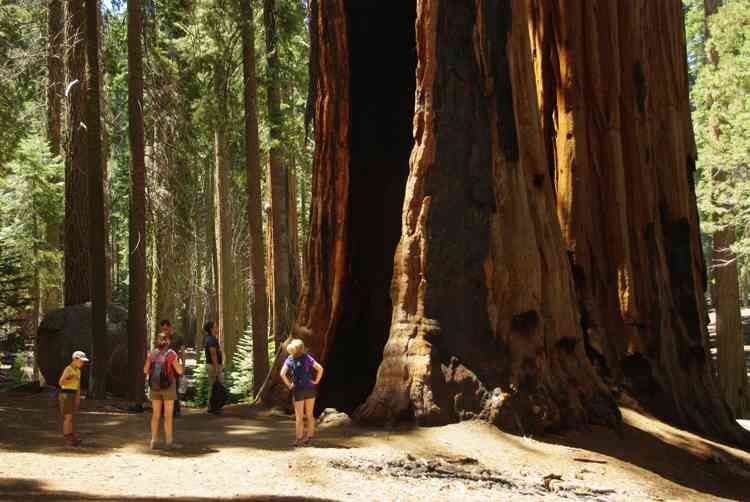 Sequoia National Park