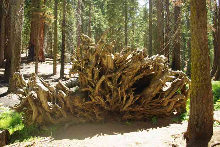 Sequoia National Park