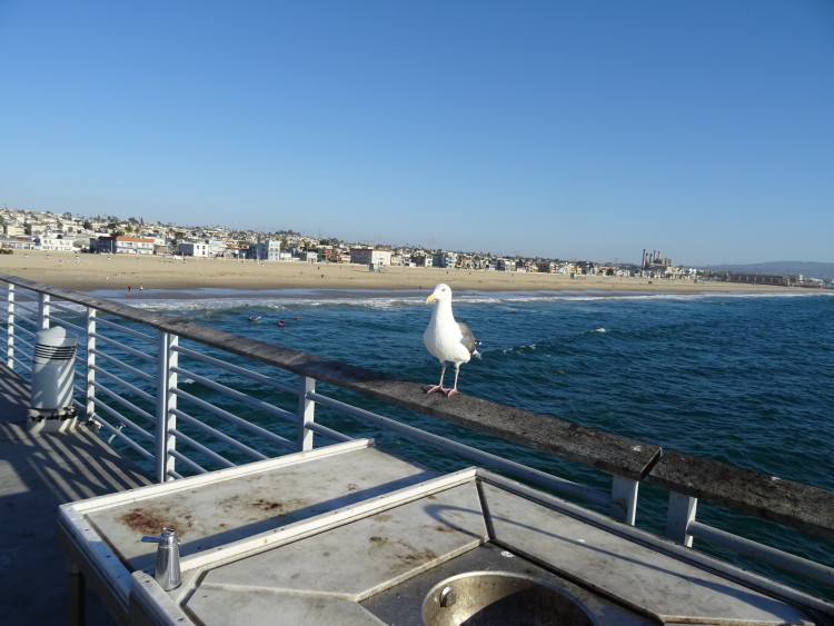 mouette mer