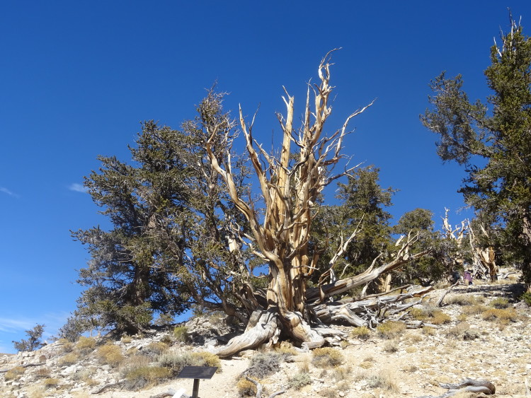 Bristlecone Pine Forest