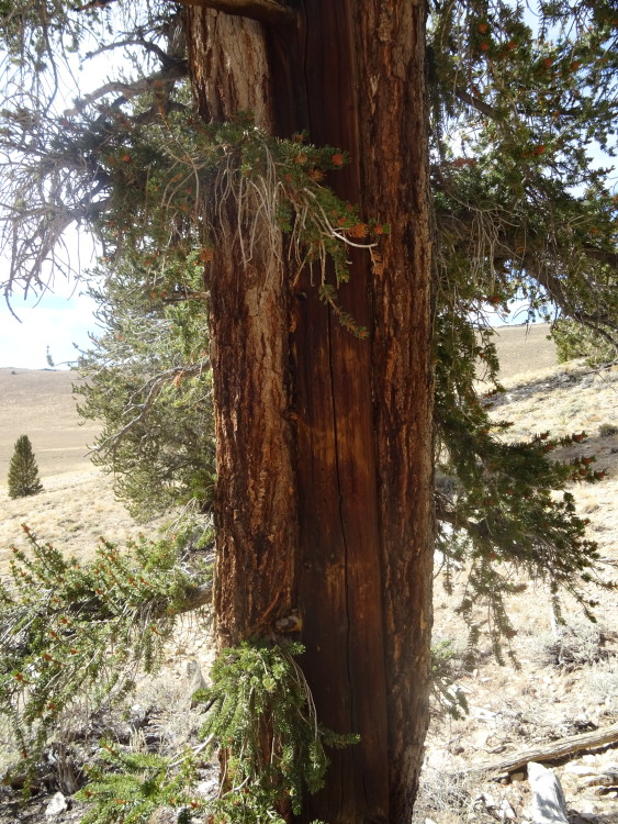 Bristlecone Pine Forest