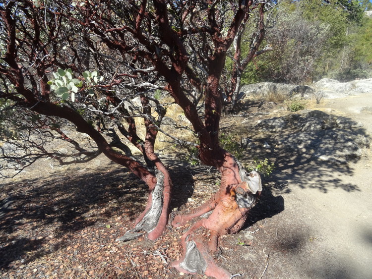 arbre Yosemite