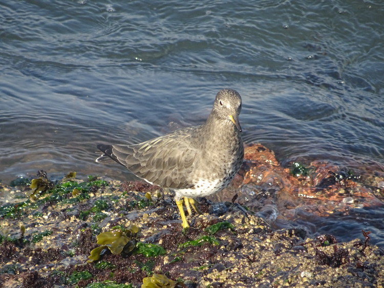 Mouette San Francisco