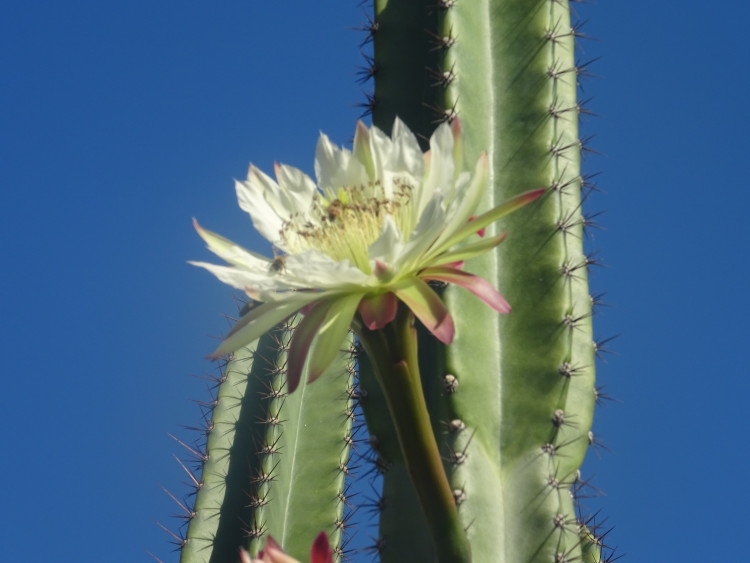 fleur cactus