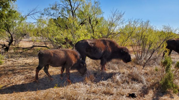 bison Caprock Canyons State Park