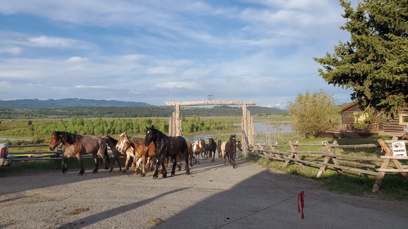 chevaux yellowwstone