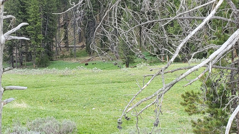 ours Yellowstone