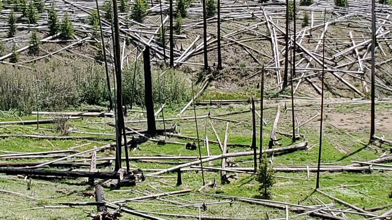 ours Yellowstone