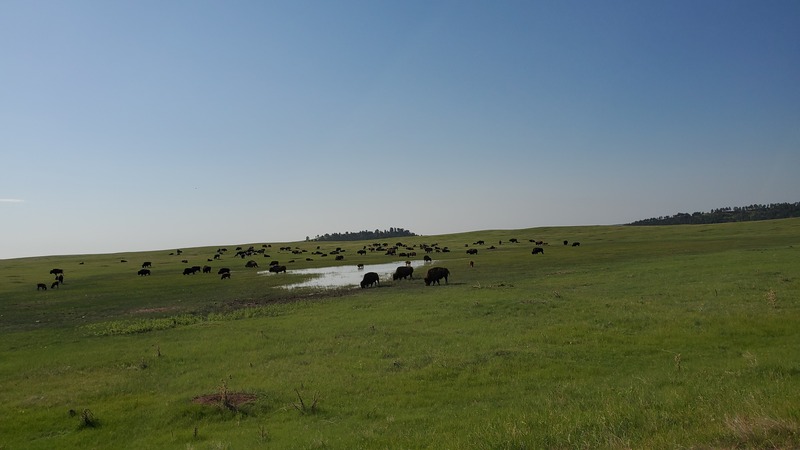 bisons Wind Cave