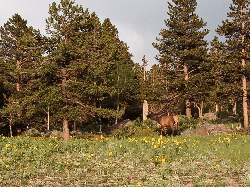 cerf rocky mountains