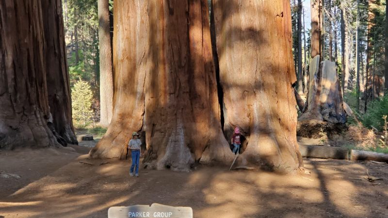 Sequoia