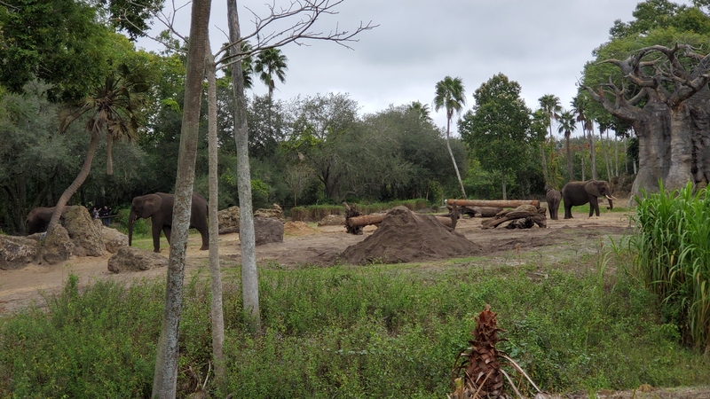 Eléphants DisneyWorld Africa