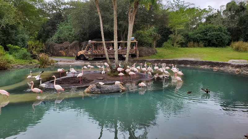 flamants roses DisneyWorld Africa