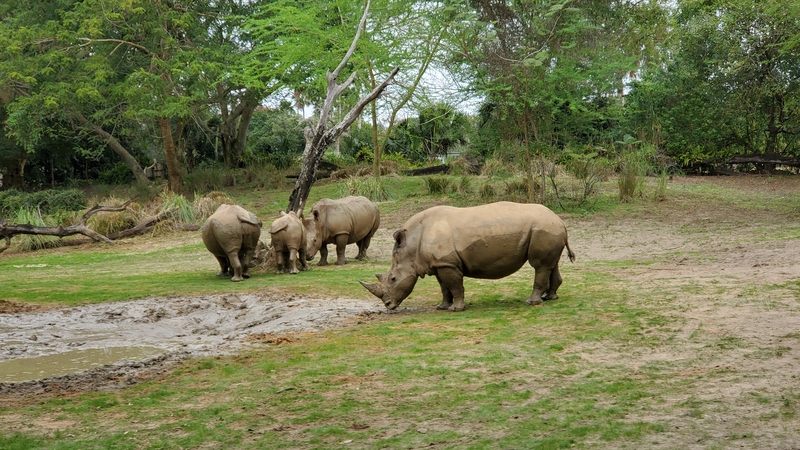 Rhinoceros DisneyWorld Africa