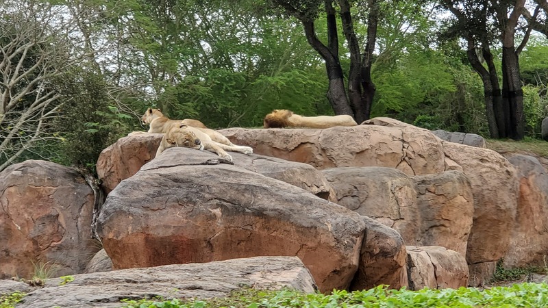 lions DisneyWorld Africa