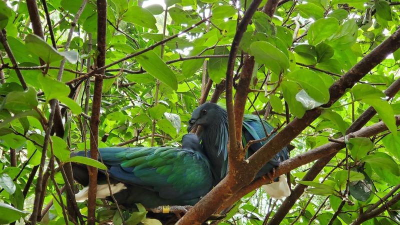 oiseau DisneyWorld Asia