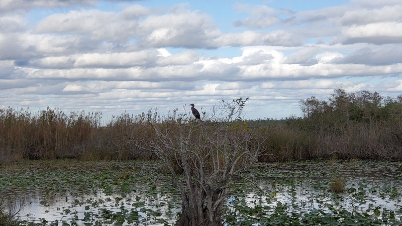 oiseau Everglades