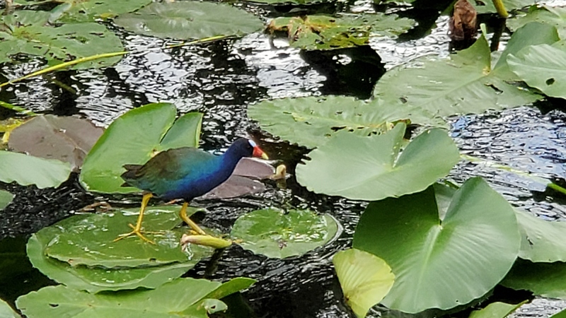 oiseau Everglades