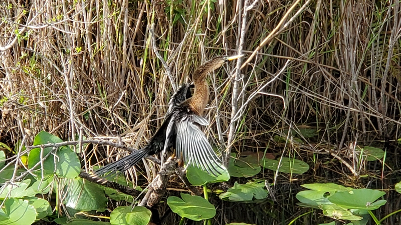 oiseau Everglades