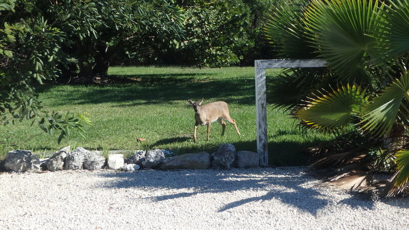 biche Key West