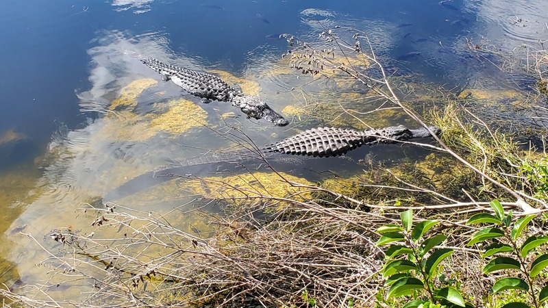 Everglades alligators