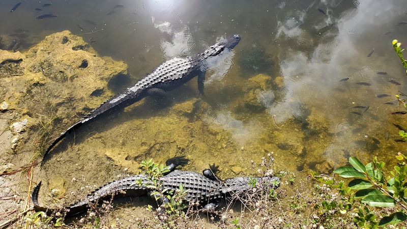 Everglades alligators