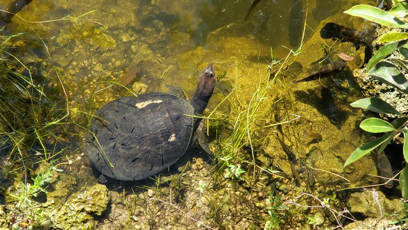 Everglades tortue