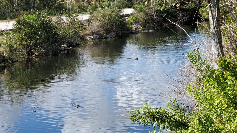 Everglades alligators