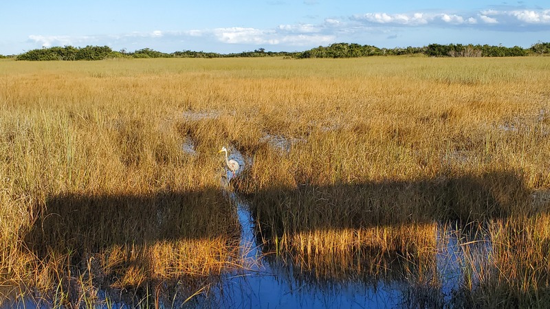 Everglades