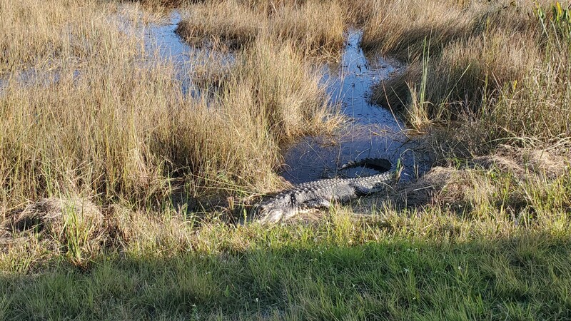 alligator Everglades