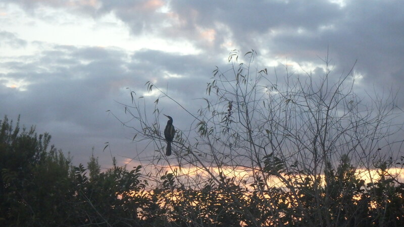 Everglades