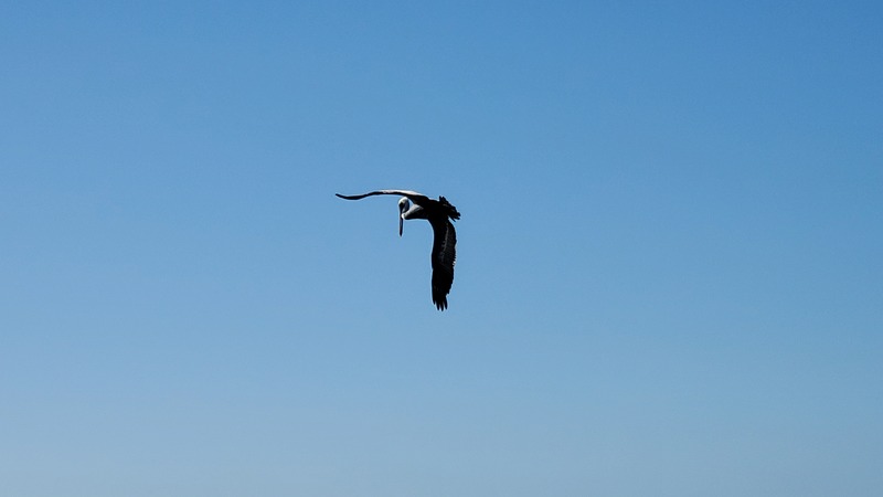 pélican Naples Pier