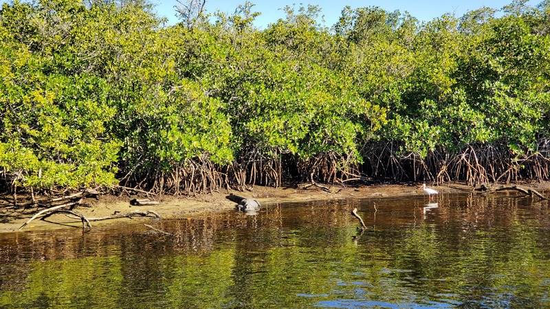 bateau Everglades City