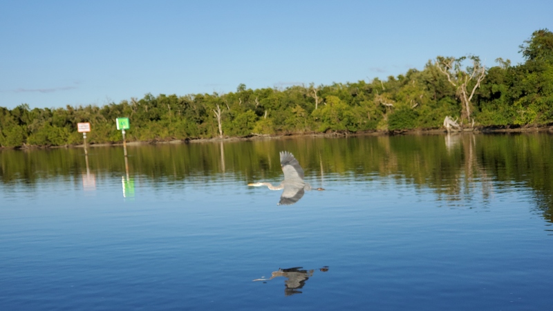 bateau Everglades City