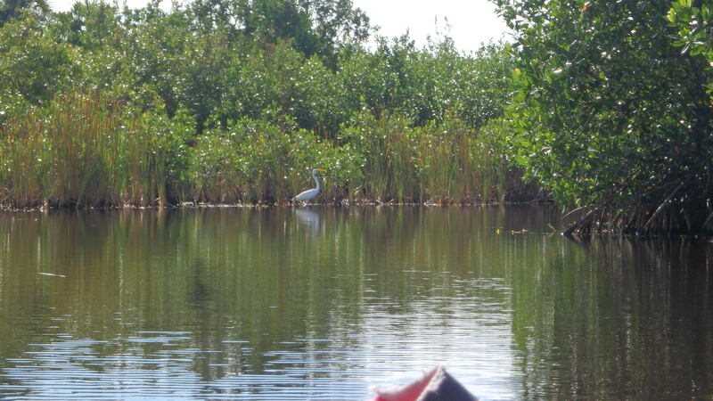 kayak Everglades