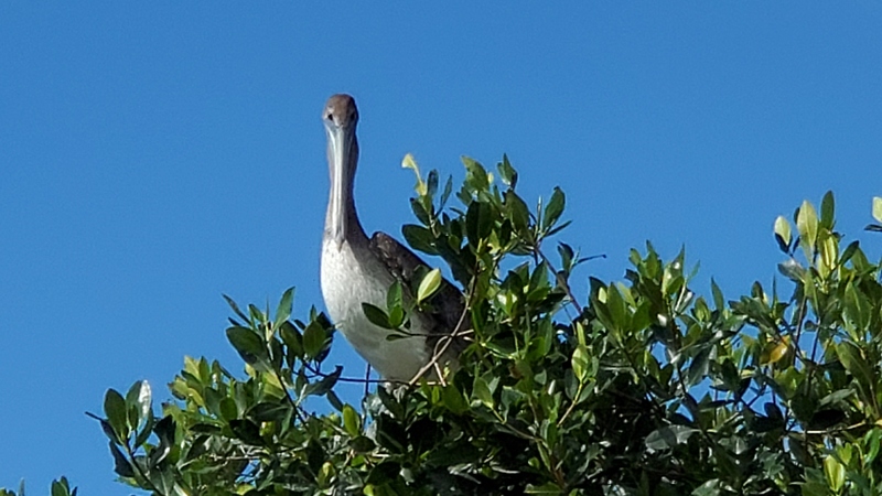 Everglades