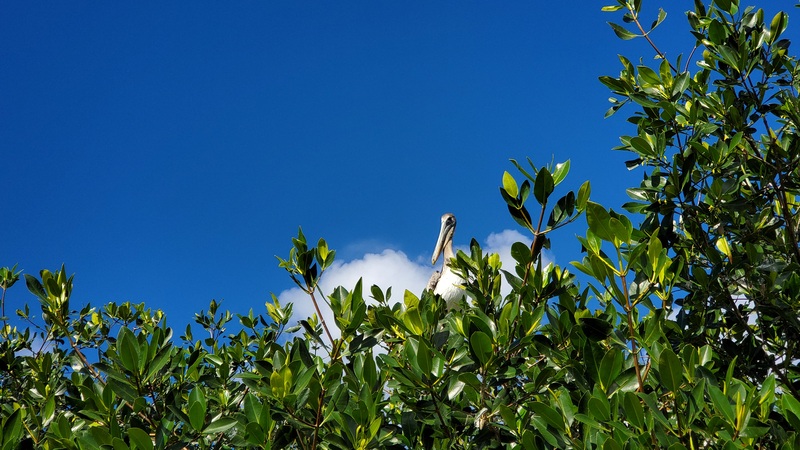 pelican Everglades